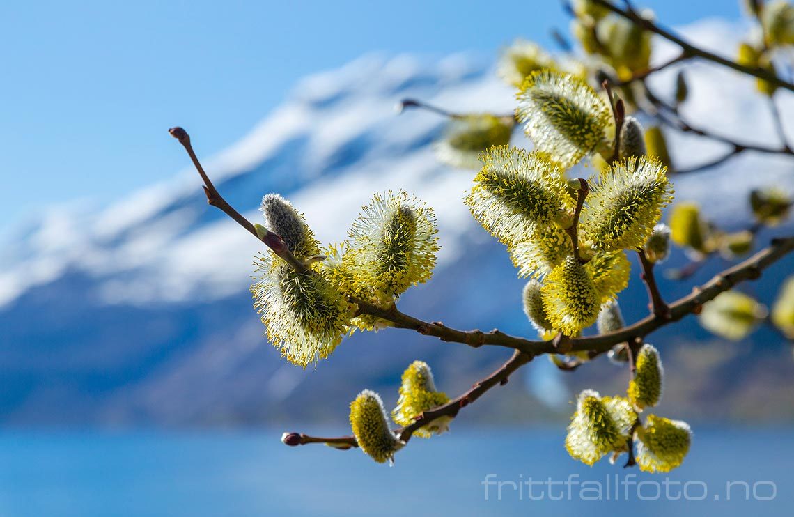 Selje blomstrer ved Sørfjorden, Ullensvang i Hardanger, Vestland.<br>Bildenr 20190408-328.