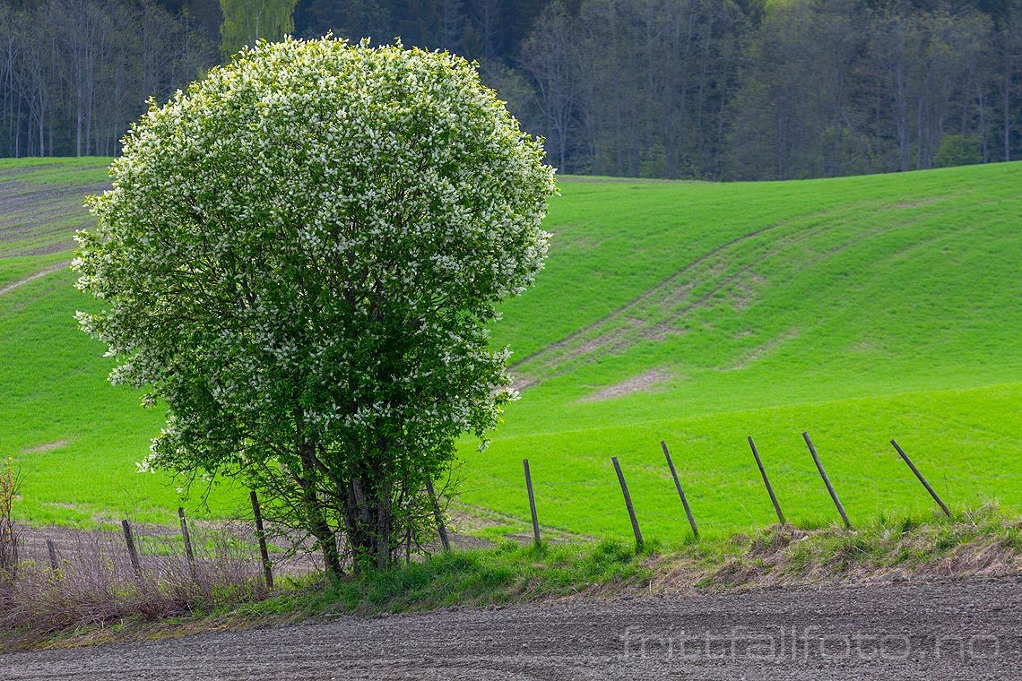 Heggen blomstrer ved Engelstad, Nannestad på Romerike, Akershus.<br>Bildenr 20190515-170.