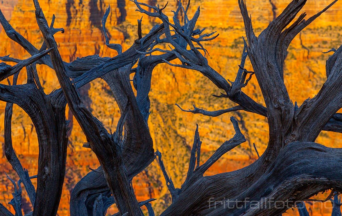 Cottonwood ved Zuni Point på South Rim, Grand Canyon, Coconino County, Arizona, USA.<br>Bildenr 20170404-444.