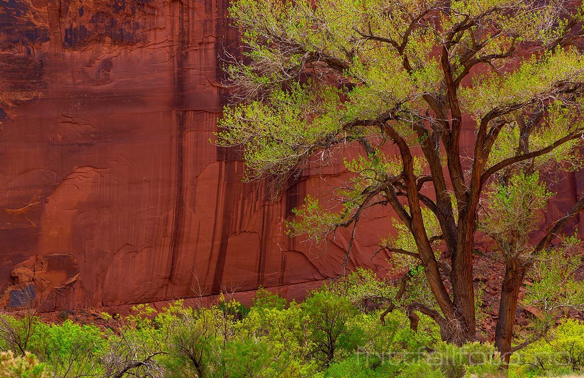 Våren kommer ved Colorado River nær Potash, Grand County, Utah, USA.<br>Bildenr 20170408-200.