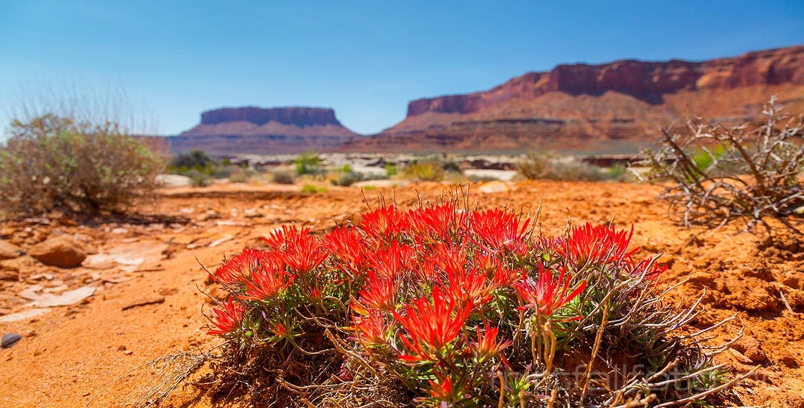 Indian Paintbrush vokser ved Monument Basin i Canyonlands National Park, San Juan County, Utah, USA.<br>Bildenr 20170409-270.