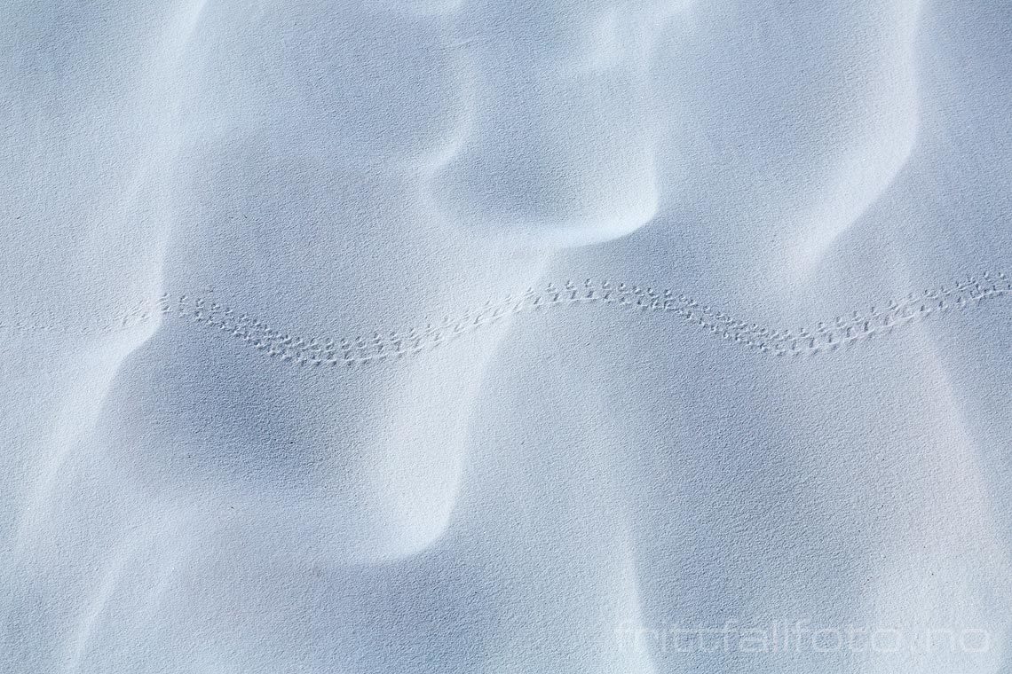 Firfislespor på gipssandynene i White Sands National Monument, Otero County, New Mexico, USA.<br>Bildenr 20170411-196.