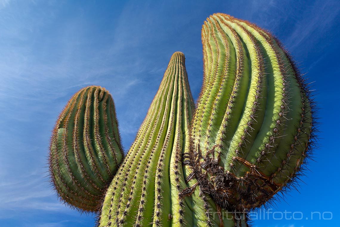 Saguaro-kaktus ved Tucson Mountains i Saguaro National Park, Pima County, Arizona, USA.<br>Bildenr 20170411-321.