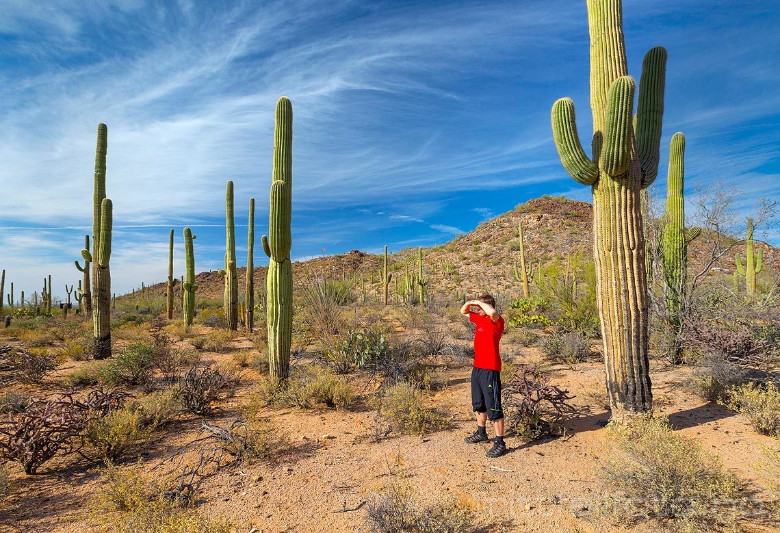 Ved Tucson Mountains i Saguaro National Park, Pima County, Arizona, USA.<br>Bildenr 20170411-356.