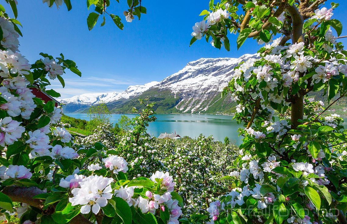 Fruktblomstring nær Lofthus, Ullensvang, Vestland.<br>Bildenr 20200531-311.