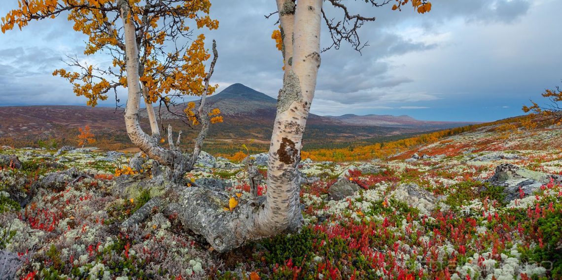 Høstfarger ved Spekedalen, Rendalen, Innlandet.<br>Bildenr 20200920-0937-0938.