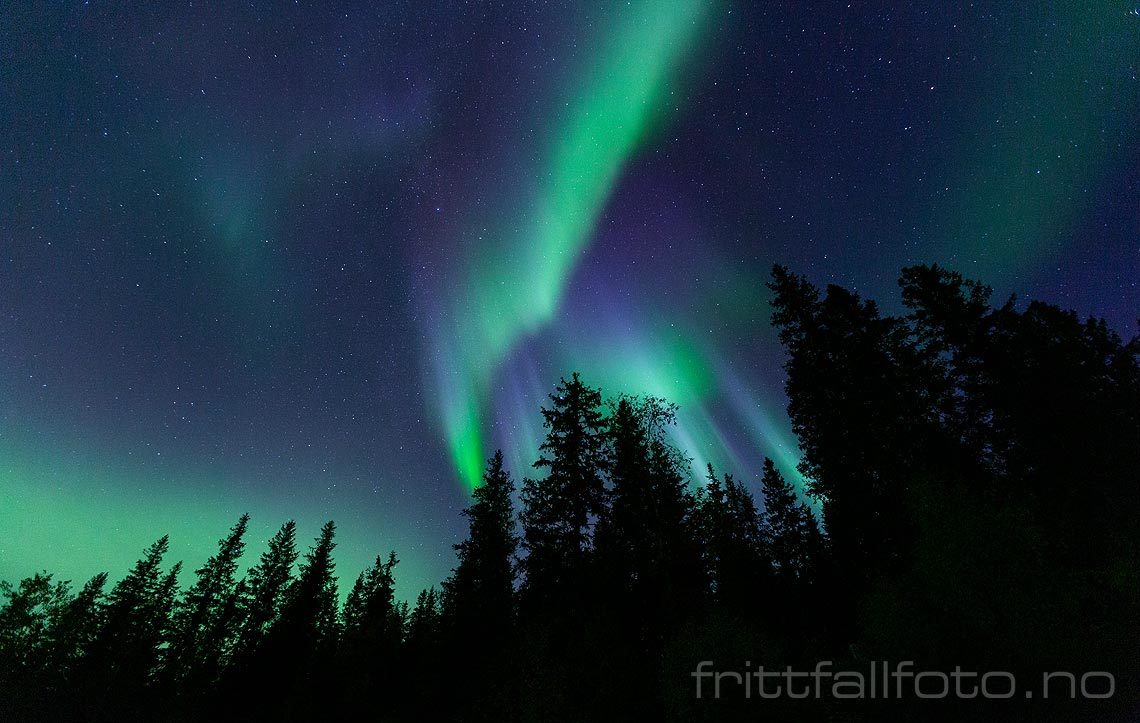 Nordlyset bølger over granskogen nær Fustvatnet, Vefsn, Nordland.<br>Bildenr 20190927-888.