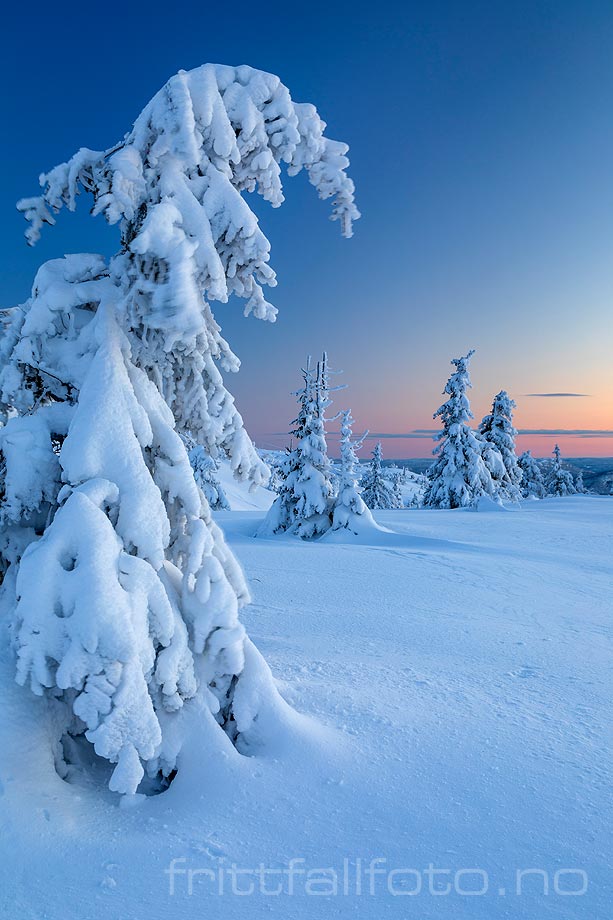 Vintermorgen på Lifjell, Midt-Telemark, Vestfold og Telemark.<br>Bildenr 20210105-048.