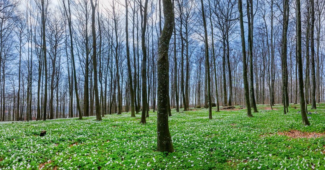 Vår i Bøkeskogen ved Larvik, Vestfold.<br>Bildenr 20210501-153-154.