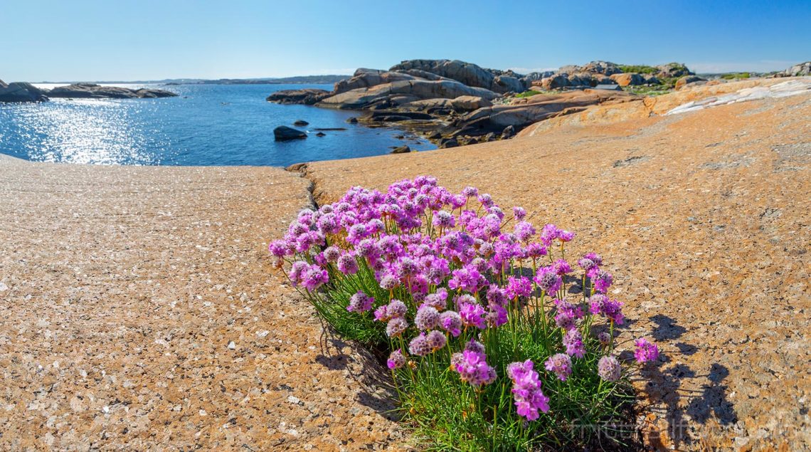 Strandnellik på Ølbergholmen, Larvik, Vestfold.<br>Bildenr 20210530-232-233.