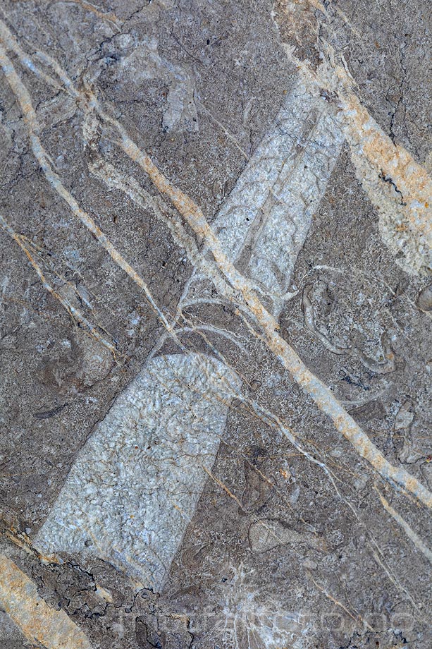 Fossil av blekksprut på Limovnstangen, Hole, Viken.<br>Bildenr 20220504-146.