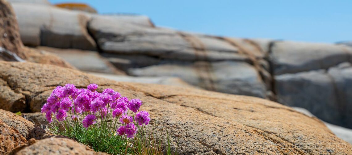 Strandnellik blomstrer på Ølvevikodden, Larvik, Vestfold.<br>Bildenr 20220515-129-130.