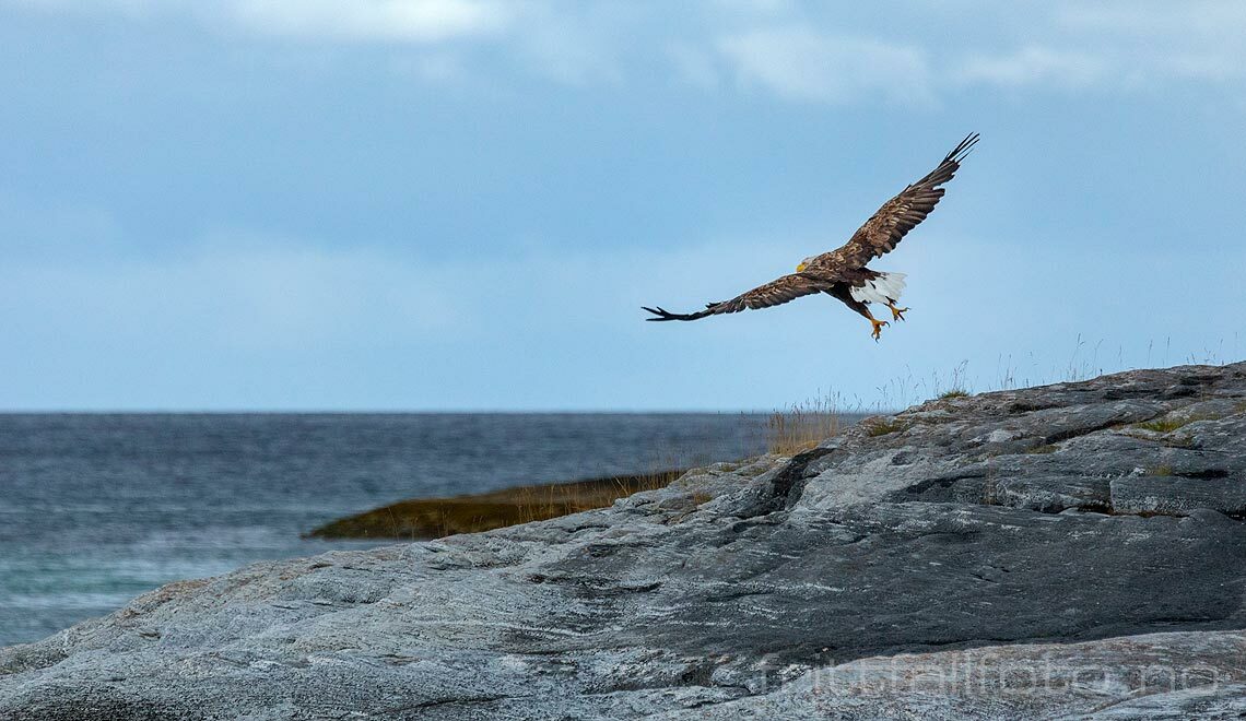 En havørn tar av fra Rotneset, Evenes, Nordland.<br>Bildenr 20220805-225.