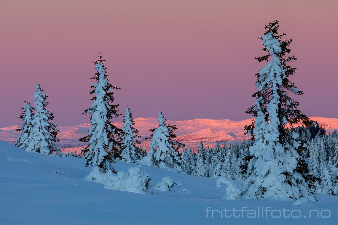 Stille desembermorgen ved Slåsæterfjellet på Øyerfjellet,  Øyer, Innlandet.<br>Bildenr 20221224-159.