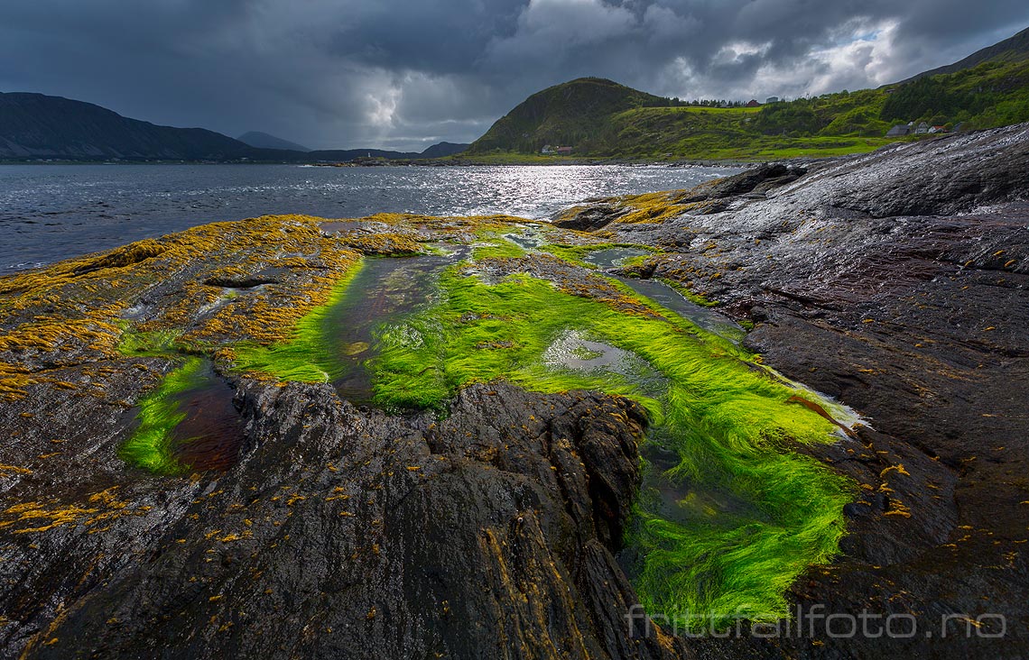 Fargerike alger i fjære på Lepsøya, Ålesund, Møre og Romsdal.<br>Bildenr 20150709-141.