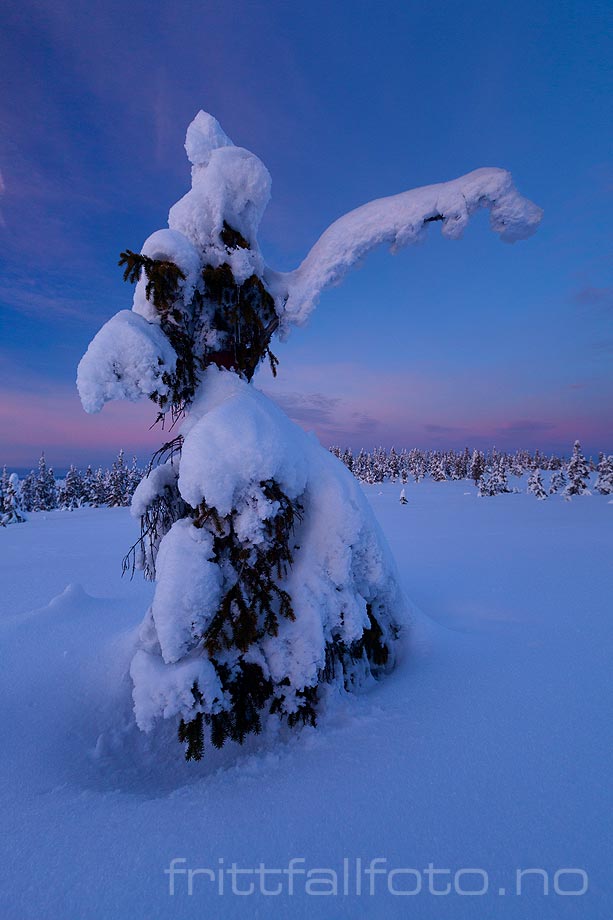 Vinterkveld i fjellskogen på Nordhue, Elverum, Innlandet.<br>Bildenr 20130221-119.