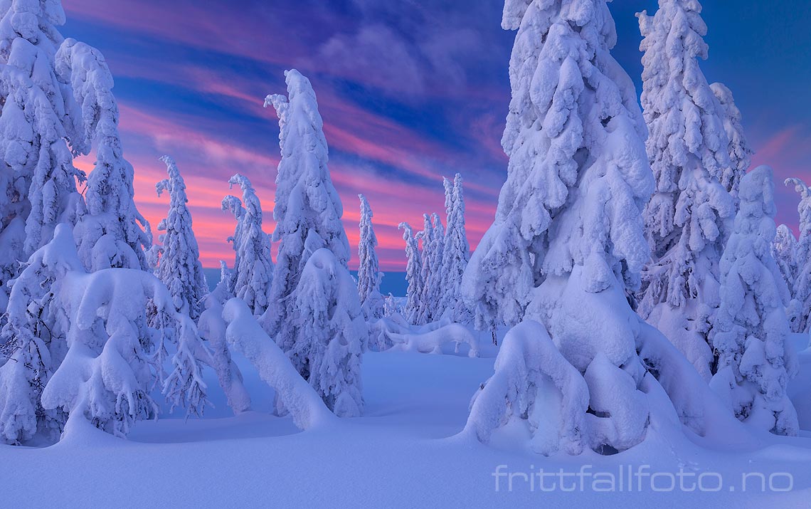 Vintermorgen i fjellskogen på Lifjell, Midt-Telemark, Vestfold og Telemark.<br>Bildenr 20140208-045.