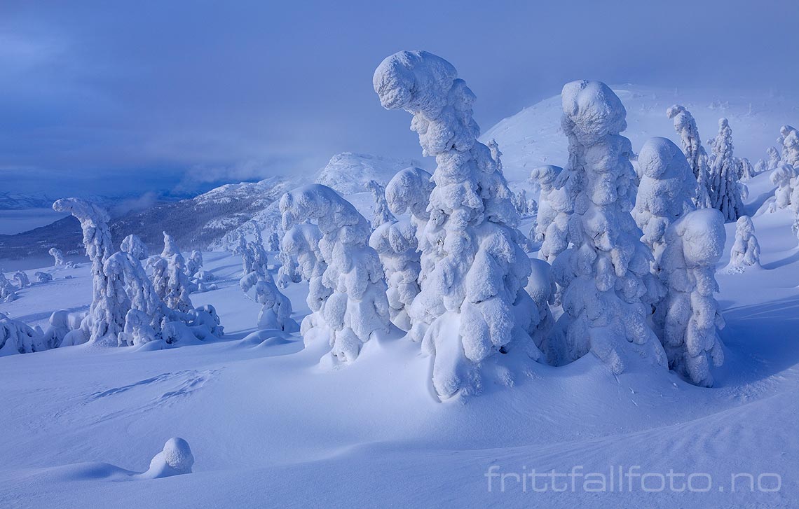 Snøtung fjellskog på Lifjell, Midt-Telemark, Vestfold og Telemark.<br>Bildenr 20140208-690.